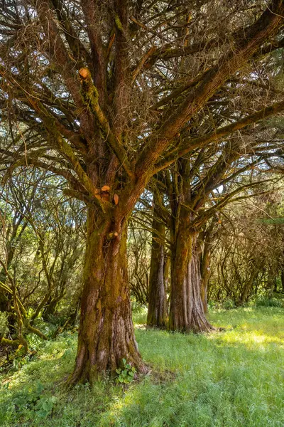 stock image Footpath through laurel forest in a lush green landscape in La Llania on El Hierro, Canary Islands.