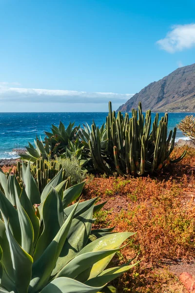 Krásný Kaktus Zátoce Las Playas Ostrově Hierro Kanárské Ostrovy Španělsko — Stock fotografie