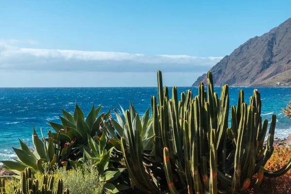 Krásný Kaktus Zátoce Las Playas Ostrově Hierro Kanárské Ostrovy Španělsko — Stock fotografie