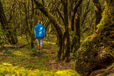 La Gomera, Kanarya Adaları 'ndaki Garajonay doğal parkında yürüyüş yapan bir adam.