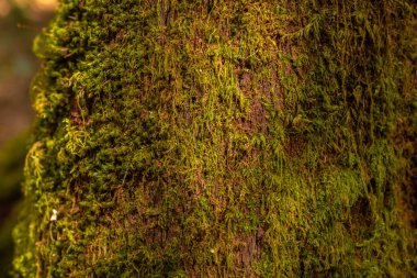 Kanarya Adaları, La Gomera 'daki Garajonay doğal parkındaki Kanarya Monteverde Ağacı yosunu. Biyosfer Kaynağı