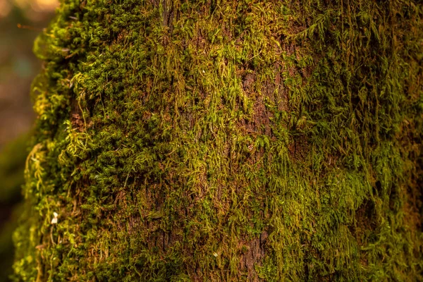 stock image Tree moss the Canarian Monteverde in the Garajonay natural park on La Gomera, Canary Islands. Biosphere Reserve