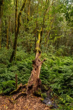 Garajonay Ulusal Parkı, La Gomera, Kanarya Adaları, İspanya 'nın sonsuz yeşil bulut ormanlarında yosun kaplı devrilmiş ağaçlar..