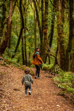 Garajonay Ulusal Parkı, La Gomera, Kanarya Adaları 'nın sonsuz yeşil bulut ormanlarında yürüyüş yolu.