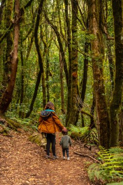 Garajonay Ulusal Parkı, La Gomera, Kanarya Adaları 'nın sonsuz yeşil bulut ormanlarında yürüyüş yolu.