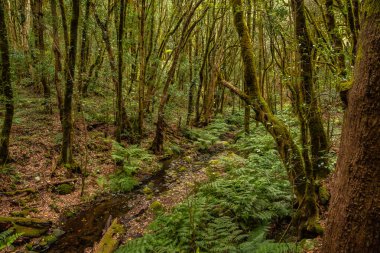 Garajonay Ulusal Parkı, La Gomera, Kanarya Adaları, İspanya 'nın sonsuz yeşil bulut ormanlarındaki yosun ağaçları arasında küçük bir nehir..