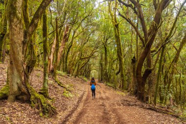 Garajonay Ulusal Parkı, La Gomera, Kanarya Adaları 'ndaki yosunlu ormandaki patika.