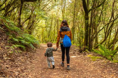 Garajonay Ulusal Parkı, La Gomera, Kanarya Adaları 'ndaki yosun ağacı ormanında Las Creces' e doğru yol alıyoruz.