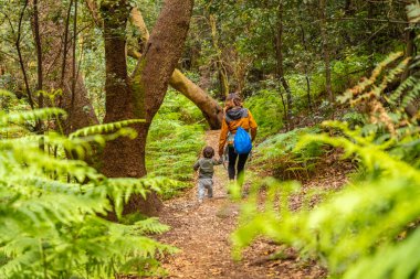 Garajonay Ulusal Parkı, La Gomera, Kanarya Adaları 'ndaki yosun ağacı ormanında Las Creces' e doğru yol alıyoruz.