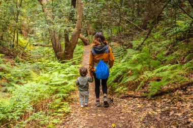 Anne ve oğlu Las Creces 'de yürüyüş yapıyor. Garajonay Ulusal Parkı, La Gomera, Kanarya Adaları' ndaki yosunlu ağaç ormanında.