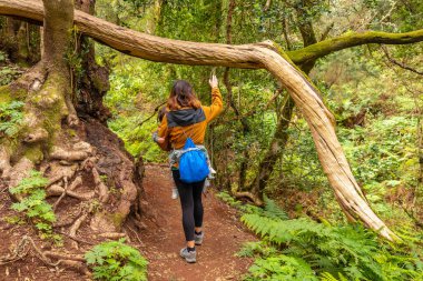 Kanarya Adaları, La Gomera 'daki Garajonay Ulusal Parkı' nın yosunlu ağaç ormanında oğluyla birlikte yürüyen bir kadın. Las Creces gezisinde.