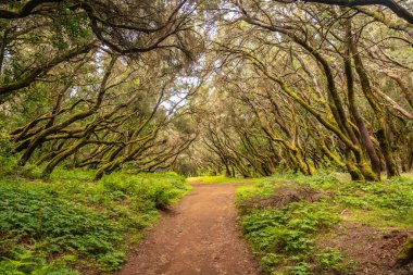 Garajonay Ulusal Parkı, La Gomera, Kanarya Adaları 'ndaki yosunlu ormanda. Las Creces gezisinde.