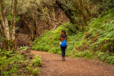 Garajonay Ulusal Parkı, La Gomera, Kanarya Adaları 'ndaki yosunlu ağaç ormanında yürüyüş yapan bir kadın. Las Creces gezisinde.