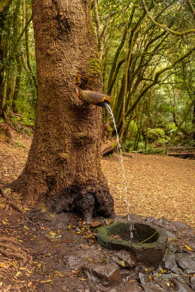 Una Fuente Agua Junto Arroyo Del Cedro Bosque Nuboso Siempreverde — Foto de Stock
