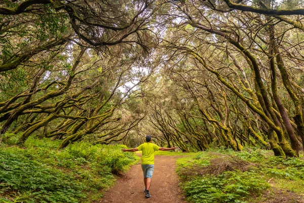 Homem Trilha Floresta Árvores Musgosas Parque Nacional Garajonay Gomera Ilhas — Fotografia de Stock