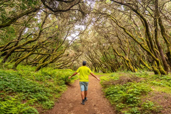 Homem Caminhando Trilha Floresta Árvores Musgosas Parque Nacional Garajonay Gomera — Fotografia de Stock
