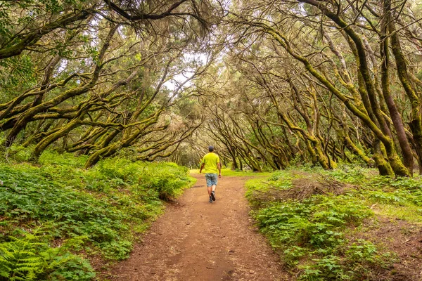 Trekking Trail Forest Moss Trees Garajonay National Park Gomera Canary — Stock Photo, Image