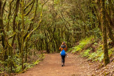 Garajonay Ulusal Parkı, La Gomera, Kanarya Adaları 'ndaki yosunlu ağaç ormanında yürüyüş yapan bir kadın. Las Creces gezisinde.