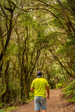 Garajonay Ulusal Parkı, La Gomera, Kanarya Adaları 'ndaki yosunlu ağaç ormanında yürüyen adam. Las Creces gezisinde.