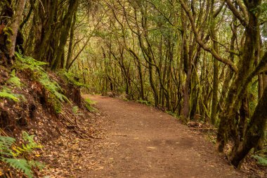 Garajonay Ulusal Parkı, La Gomera, Kanarya Adaları 'nda yürüyüş yolu. Yosun ağaçlarının arasındaki patika.