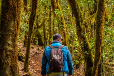 La Gomera, Kanarya Adaları 'ndaki ormanın doğal parkının Garajonay yolunda yürüyüş yapan bir adam. Raso de la Bruma ve Risquillos de Corgo yolu.