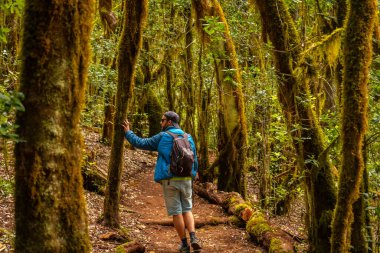 La Gomera, Kanarya Adaları 'ndaki ormanın doğal parkının Garajonay yolunda yürüyüş yapan bir adam. Yosunlu ağaçlar, Raso de la Bruma yolu ve Risquillos de Corgo