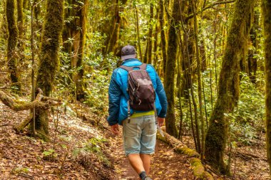 La Gomera, Kanarya Adaları 'ndaki ormanın doğal parkının Garajonay yolunda yürüyen bir adam. Raso de la Bruma ve Risquillos de Corgo yolu.