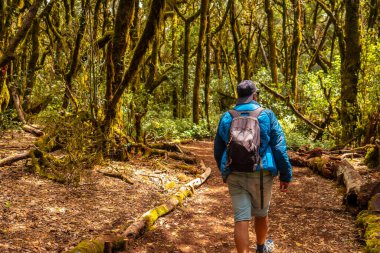 La Gomera, Kanarya Adaları 'ndaki ormanın doğal parkının Garajonay yolunda yürüyüş yapan bir adam. Yosunlu ağaçlar, Raso de la Bruma ve Risquillos de Corgo yolu üzerindeki nemli orman.