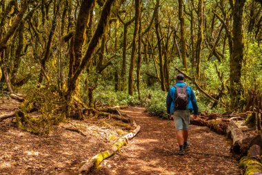 La Gomera, Kanarya Adaları 'ndaki Garajonay del Bosque doğal parkında yürüyüş yapan bir adam. Yosunlu ağaçlar, Raso de la Bruma ve Risquillos de Corgo yolu üzerindeki nemli orman.