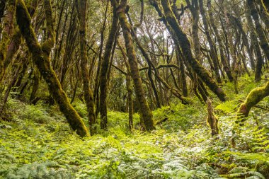 La Gomera, Kanarya Adaları 'ndaki Garajonay' un nemli ormanının yosunlarıyla ağaçların yanındaki eğreltiotu manzarası.