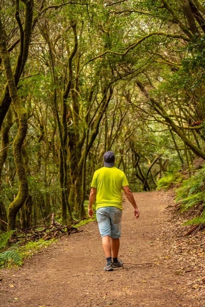Человек Идущий Тропе Мшистых Лесах Гарахонайского Национального Парка Гомера Канарские — стоковое фото