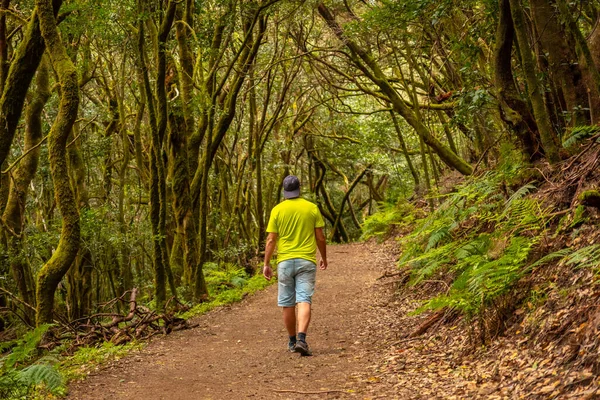 Man Walking Trekking Trail Mossy Tree Forest Garajonay National Park — Stock Photo, Image