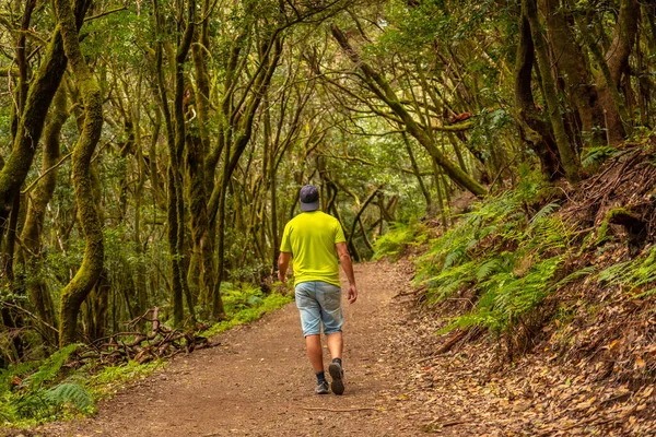 Homem Caminhando Caminho Floresta Árvores Musgosas Parque Nacional Garajonay Gomera — Fotografia de Stock