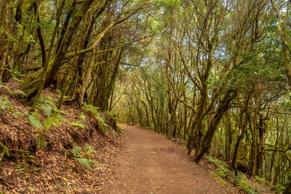 stock image Path for a trekking in the Garajonay National Park, La Gomera, Canary Islands. The path in the forest of moss trees