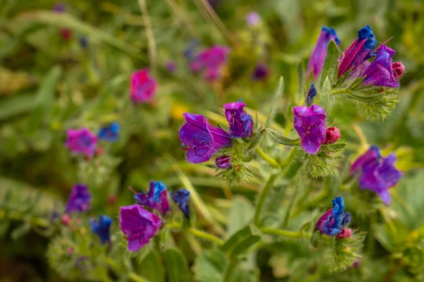 Fleurs Violettes Sur Parc Naturel Garajonay Del Bosque Gomera Îles — Photo