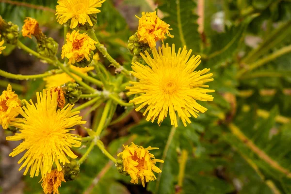 Κίτρινα Λουλούδια Στην Κορυφή Του Φυσικού Πάρκου Garajonay Del Bosque — Φωτογραφία Αρχείου