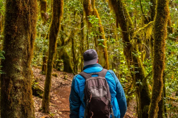 Člověk Trekingu Garajonay Stezce Přírodního Parku Lesa Gomera Kanárské Ostrovy — Stock fotografie