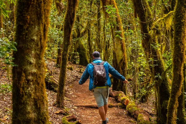 Man Walking Trek Garajonay Trail Natural Park Forest Gomera Canary — Stock Photo, Image