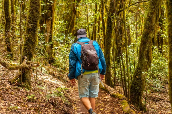 Man Promenader Vandring Garajonay Spår Naturparken Skogen Gomera Kanarieöarna Trail — Stockfoto