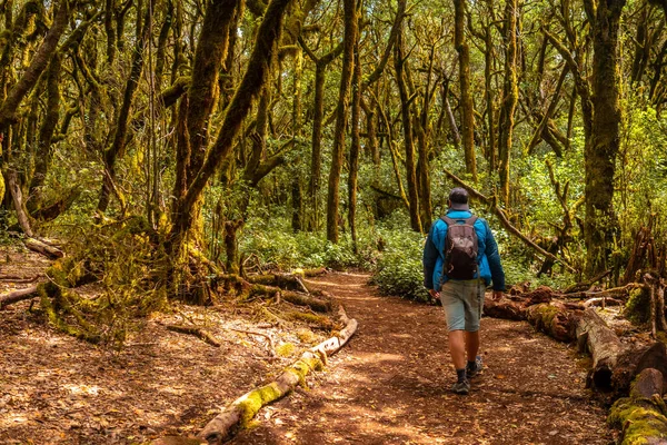 stock image Man on a trekking in Garajonay del Bosque natural park in La Gomera, Canary Islands. Trees with moss, humid forest on the path of Raso de la Bruma and Risquillos de Corgo