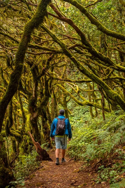 Homem Caminhando Nas Árvores Musgosas Floresta Úmida Garajonay Gomera Ilhas — Fotografia de Stock