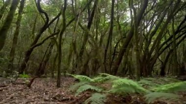 Garajonay Ulusal Parkı, La Gomera, Kanarya Adaları 'nda yürüyüş yolu. Yosun ağaçlarının arasındaki patika.