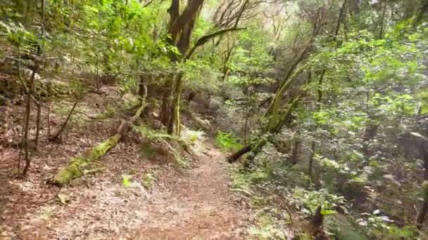 西班牙加那利群岛La Gomera Garajonay国家公园常绿云雾森林的小径 — 图库视频影像