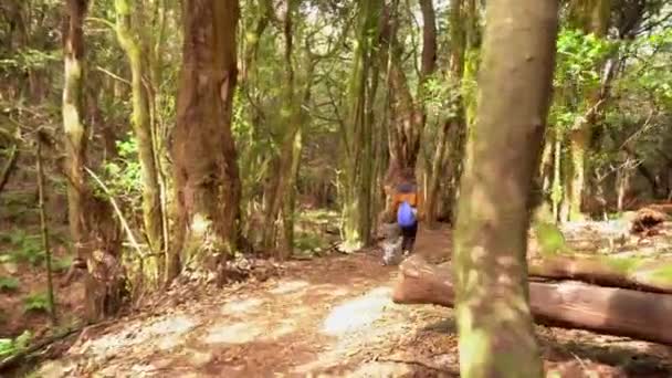 Senderismo Por Las Creces Sendero Del Bosque Musgos Del Parque — Vídeo de stock