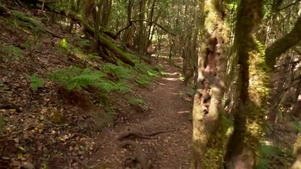 Spor Den Eviggrønne Skyskogen Garajonay Nasjonalpark Gomera Kanariøyene Spania – stockvideo