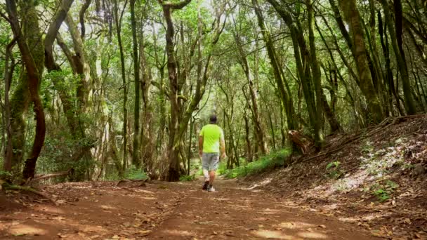 在加那利群岛La Gomera的Garajonay国家公园的苔藓林小径上跋涉 在去拉斯维加斯的旅行中 — 图库视频影像