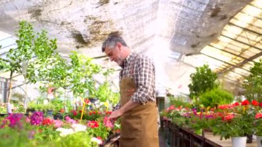 Çiçek serasının içindeki bir fidanlıkta çalışan bahçıvan ya da çiçekçinin portresi gün batımında bir klasörle envanter çıkarıyor.