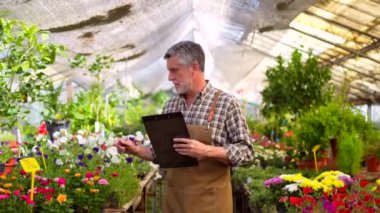 Bahçıvan çiçek serasının içindeki bir çocuk odasında çalışıyor, bir klasörle envanter çıkarıyor.