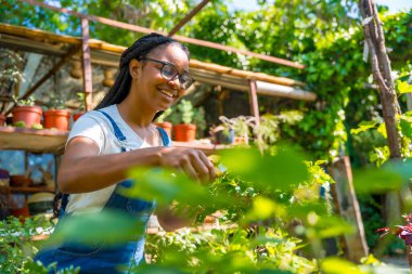 Zenci etnik kadın örgülü bahçıvan seradaki fidanlıkta çalışıyor Bonsai 'yi kesmekten mutlu.