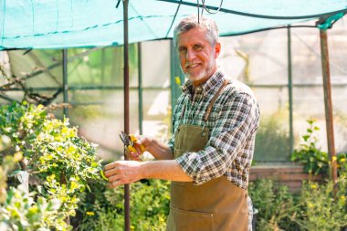 Seranın içindeki bir kreşte çalışan yaşlı bahçıvanın portresi çiçekleri kontrol ediyor.
